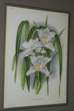 Lindenia Limited Edition Print: Laelia Preaestans Rchb F Var Alba Oculata L Lind (White) Orchid Collector Art (B5)