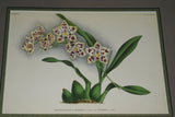 Lindenia Limited Edition Print: Odontoglossum Crispum Var Quo vadis (White, Magenta and Orange) Orchid Collectible Art (B5)