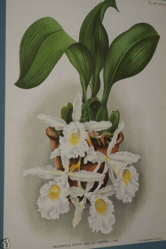 Lindenia Limited Edition Print: Trichopilia Suavis Var Candida (White and Yellow) Orchid Collector Art (B5)