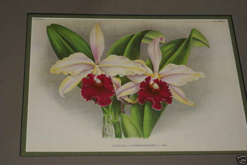 Lindenia Limited Edition Print: Cattleya x Pannemaekeriana Orchid (Magenta/Red and White)  Collectible Art (B5)