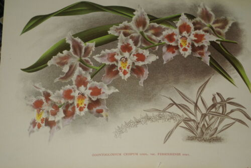 Lindenia Limited Edition Print: Odontoglossum Crispum Var Ferrierense (White, Orange and Yellow)  Orchid Collector Art