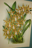 Lindenia Limited Edition Print: Odontoglossum Coradinei Var Grandiflorum (Yellow with Speckled Sienna) Orchid Collector Art (B1)