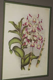 Lindenia Limited Edition Print: Dendrobium Wardianum Warn. Var Fascinator (Fushia, White and Yellow) Orchid Collectible Art (B5)