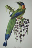 VERY RARE 1960 Rare Descourtilz Limited Edition Original Folio Lithograph Brazilian Bird Plate 60: REICHNOW'S MOTMOT OR MOMOT HOUTOU (Brazil)