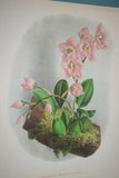Lindenia Limited Edition Print: Odontoglossum Vexillarium Var Purpureum (Fushia) Orchid Collector Art (B1)