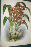 Lindenia Limited Edition Print: Your Choice of ANY of the 3 Galeandra Devoniana