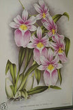 Lindenia Limited Edition Print: Miltonia Cuneata Lindl (Magenta and White) Orchid Collector Art (B5)