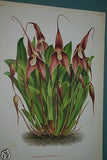 Lindenia Limited Edition Print: Masdevallia Spectrum (Magenta) Orchid Collector Art (B1)