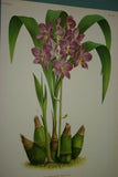 Lindenia Limited Edition Print: Paphiopedilum, Cypripedium Tessellatum Var Porphyreum, Slipper Orchid (Maroon) Collector Art (B1)