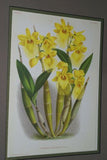 Lindenia Limited Edition Print: Dendrobium Nobile Lindl Var Candidulum Lind (White and Magenta) Orchid  Collectible Art (B4)