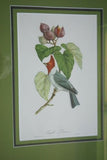 Professionally Triple Matted & in Hand-painted Frame 25.5" X 21" VERY RARE Authentic Limited Edition 1960 Descourtilz Folio Tropical Crested Cardinal or Fringille Paroare, Bird Plate 41 from Brazil (DES10)