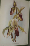 Lindenia Limited Edition Print: Paphiopedilum, Cypripedium x Pauli, Lady Slipper (Yellow and Sienna)  Orchid Collector Art (B4)