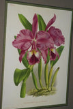 Lindenia Limited Edition Print: Laelia Anceps Var Hyeana (White with Magenta and Yellow Center)  Orchid Collectible Wall Art (B2)