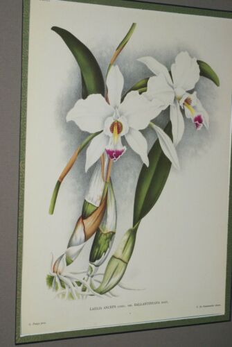 Lindenia Limited Edition Print: Laelia Anceps Lindl Var Ballantineana Hort (White with Fushia Tip) Orchid Collector Art (B4)