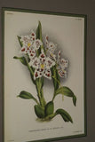 3 Lindenia Prints, Limited Edition Odontoglossum Crispum Collectible Orchid (White and Magenta) Art (B5)