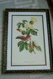 VERY RARE Professionally 2x Matted & in Hand-painted Frame  21`" x 15"  Authentic Limited Edition 1960 Descourtilz Folio of Scarlet Flycatcher or Moucherolle Rubin Bird Plate 31 from Brazil (DES9)