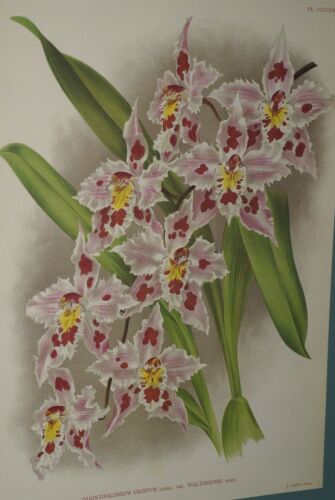 Lindenia Limited Edition Print: Odontoglossum Crispum Var Waltonense (White, Red and Yellow)  Orchid Collector Art (B3)