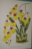 Lindenia Limited Edition Print: Oncidium Lanceanum Var Superbum (White and Yellow with Speckled Fushia) Orchid Collector Art (B1)