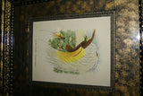 ANTIQUE AUTHENTIC MID 1800’S LITHOGRAPH 19TH C. PARADISEA PAPUANA OR LESSER BIRD OF PARADISE FRAMED IN CUSTOM HAND PAINTED SIGNED FRAME WITH 3 ACID FREE HAND PAINTED MATS
