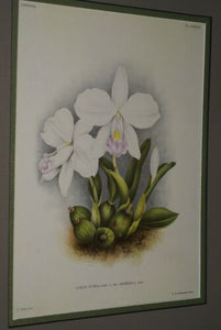 Lindenia Limited Edition Print: Laelia Pumila Rchb F Var Amabilis L Lind (White) Orchid Collector Art (B4)