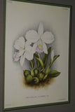 Lindenia Limited Edition Print: Laelia Pumila Rchb F Var Amabilis L Lind (White) Orchid Collector Art (B4)