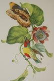VERY RARE 1960 Rare Descourtilz Limited Edition Original Folio Lithograph Brazilian Bird Plate 13 Orange-Breasted Barbet or Cabezon Elegant & Butterfly