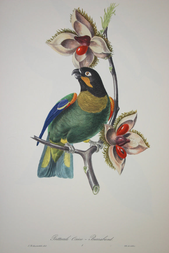 VERY RARE 1960 Rare Descourtilz Limited Edition Original Folio Lithograph Brazilian Bird Plate 1 Barraband Parrot Psittacule  or Caica-Barraband