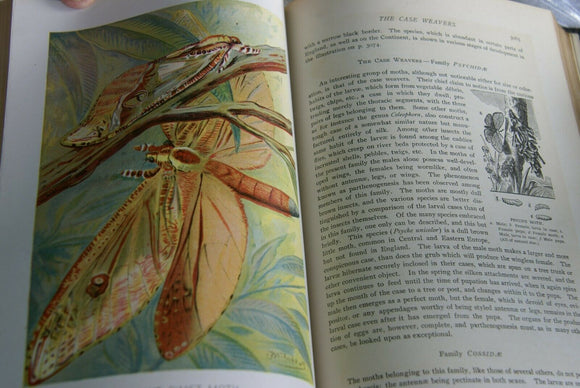 SOLD RARE Antique Book Library of Natural History by Richard Lydekker from 1901: 