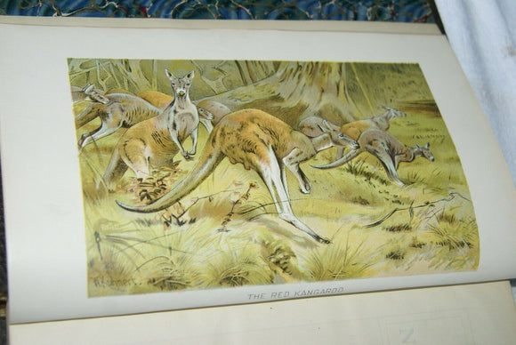 SOLD VERY RARE Antique Book from the Library of Natural History by Richard Lydekker from 1901: 