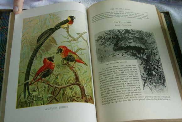 SOLD RARE Antique Book from the Library of Natural History by Richard Lydekker from 1901: 