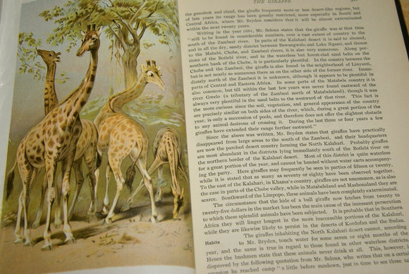 SOLD Very Rare Antique Book from the Library of Natural History by Richard Lydekker from 1901: 