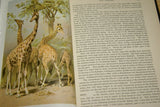 SOLD Very Rare Antique Book from the Library of Natural History by Richard Lydekker from 1901: "The Ungulates, Ruminants & More" (Leather Bound with Gold Leaf Edges) Mammals RIVERSIDE PUBLISHING COMPANY, 1901 CHICAGO, no foxing