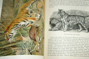 VERY RARE Antique Book from the Library of Natural History by Richard Lydekker from 1901: "Mammals, Wild Cats, Lions & Tigers"  also cats dogs vampire bats foxes(Leather Bound with Gold Leaf Edges) RIVERSIDE PUBLISHING COMPANY, 1901 CHICAGO