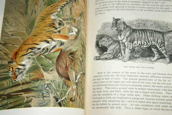 SOLD VERY RARE Antique Book from the Library of Natural History by Richard Lydekker from 1901: 