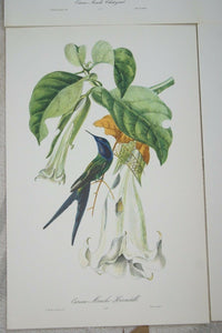 VERY RARE 1960 Rare Descourtilz Limited Edition Original Folio Lithograph Brazilian Bird Plate 57 Brazilian Swallow-Tail Hummingbird or Oiseau-Mouche Hirondelle & Datura