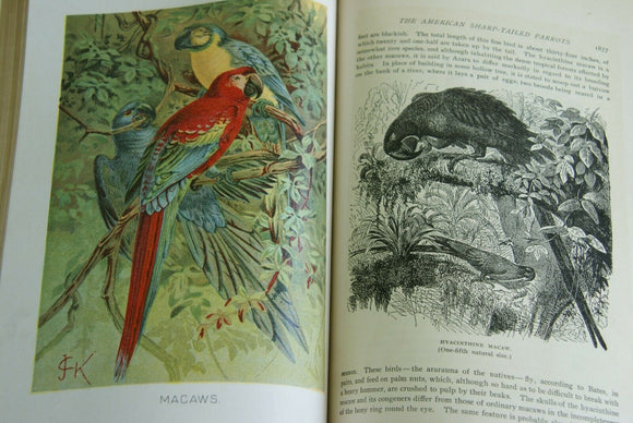 SOLD Rare Antique Book from the Library of Natural History by Richard Lydekker from 1901- 