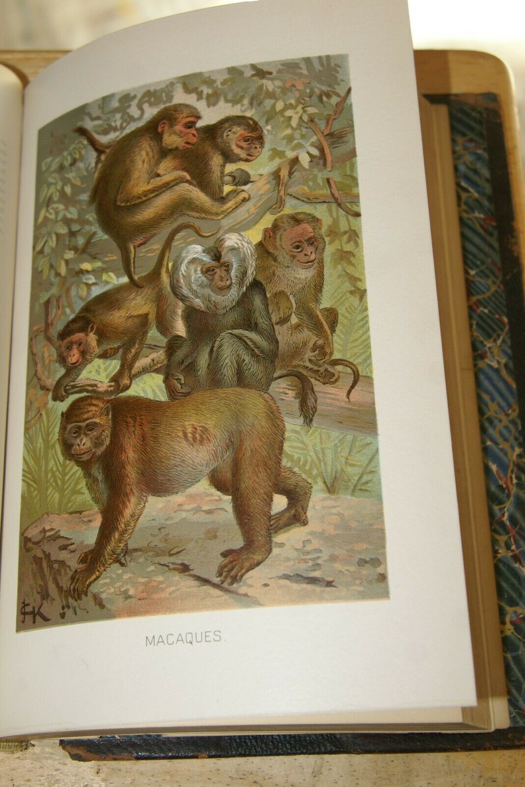 ANTIQUE BOOKS WITH ILLUSTRATIONS – Rarest Finds
