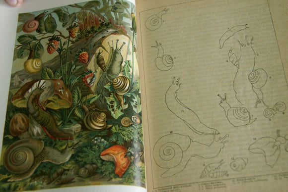 VERY RARE Antique Book from the Library of Natural History by Richard Lydekker from 1901: 