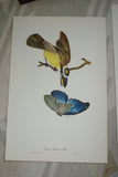 VERY RARE 1960 Rare Descourtilz Limited Edition Original Folio Lithograph Brazilian Bird Plate 21 Boat-Billed Flycatcher or Tyran Bem-Te-Veo