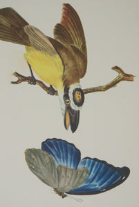 VERY RARE 1960 Rare Descourtilz Limited Edition Original Folio Lithograph Brazilian Bird Plate 21 Boat-Billed Flycatcher or Tyran Bem-Te-Veo