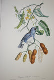 VERY RARE 1960 Pair Of Rare Descourtilz Limited Edition Original Folio Lithographs Brazilian Birds Plate 41 Crested Cardinal (Fringille Paroare) & Plate 25 Brazilian Turquoise Tanager (Tangara Diable-Enrhume)