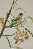 VERY RARE 1960 Rare Descourtilz Limited Edition Original Folio Lithograph Brazilian Bird Plate 27 Chesnut-Backed Tanager or Tangara Passe-Vert