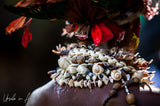 Unique Older Nassa Shells & Black Beads Necklace, Body Ornament and Currency, Trade Item, Worn during Festivals, Initiations, Rites of passage or used for payments, bride price etc… Highlands of Papua New Guinea. NECK47