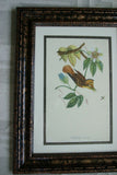VERY RARE Professionally 2x Matted & in Hand-painted Frame 24" x 19" Rare Authentic Limited Edition 1960 Descourtilz Folio of Swainson's Royal Flycatcher or Platyrhynque Couronne Bird Plate 59 from Brazil (DES3)