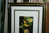 Professionally Triple Matted & in Hand-painted Frame 22" x 19" Rare Authentic Limited Edition 1960 Descourtilz Plate of Tropical Jamaica Oriole or Carouge Jamacaii Bird from Brazil. DES7