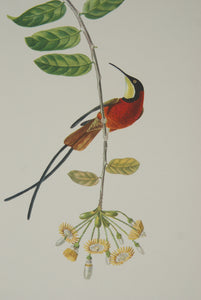 VERY RARE 1960 Rare Descourtilz Limited Edition Original Folio Lithograph Brazilian Bird Plate 49 Crimson Topaz Hummingbird or Colibri Topaze