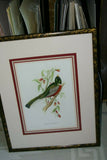 UNIQUE 29,5"X 23,5” 1955 GOULD TROGON AMBIGUUS BIRD FOLIO LITHOGRAPH FRAMED IN SIGNED ARTIST HAND PAINTED FRAME WITH 4 MATS TO ENHANCE THE ART WITHIN GORGEOUS DFPN94. DESIGNER WALL ART DÉCOR