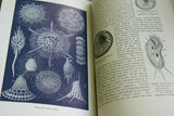 SOLD RARE Antique Book from the Library of Natural History by Richard Lydekker from 1901: "Starfish, Snails, Crinoids, & more" (Leather Bound with Gold Leaf Edges) THE RIVERSIDE PUBLISHING COMPANY, 1901 CHICAGO VOLUME IN GREAT CONDITION