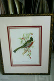 UNIQUE 29,5"X 23,5” 1955 GOULD TROGON AMBIGUUS BIRD FOLIO LITHOGRAPH FRAMED IN SIGNED ARTIST HAND PAINTED FRAME WITH 4 MATS TO ENHANCE THE ART WITHIN GORGEOUS DFPN94. DESIGNER WALL ART DÉCOR