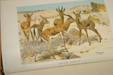 SOLD Very Rare Antique Book from the Library of Natural History by Richard Lydekker from 1901: "The Ungulates, Ruminants & More" (Leather Bound with Gold Leaf Edges) Mammals RIVERSIDE PUBLISHING COMPANY, 1901 CHICAGO, no foxing